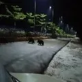 Bears appears on Tirumala roads while lock down