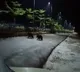Bears appears on Tirumala roads while lock down
