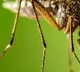 Coronavirus is not caused by the mosquito
