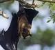 people affraid about bats in the trees at rythubajar
