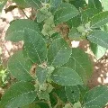 Ashwagandha is the best medicine for Corona virus