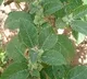 Ashwagandha is the best medicine for Corona virus