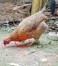 telugu.html