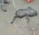 telugu.html