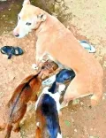 telugu.html