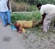telugu.html