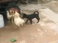 telugu.html