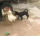 telugu.html